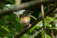 Pteruthius aeralatus annamensis