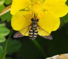 Eupeodes corollae