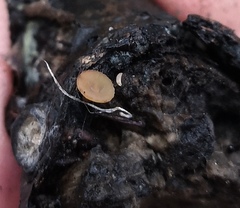 Lanzia luteovirescens