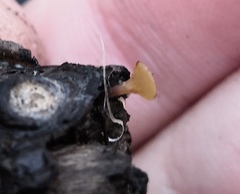 Lanzia luteovirescens