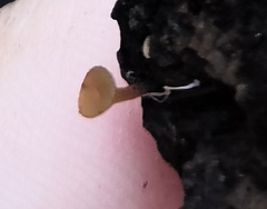 Lanzia luteovirescens