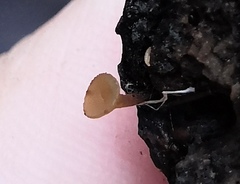 Lanzia luteovirescens