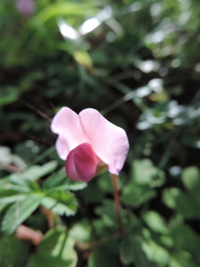 Parochetus africanus