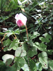 Parochetus africanus