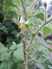 Solanum