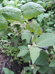 Solanum