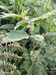Solanum