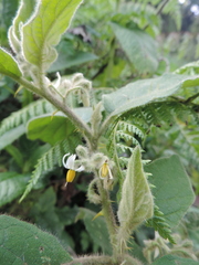 Solanum