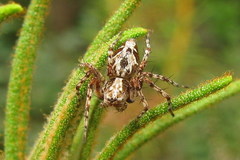 Oxyopes ramosus