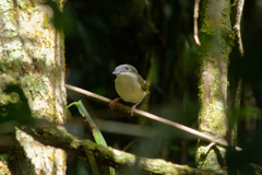 Pteruthius aeralatus annamensis