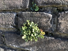 Asplenium ruta-muraria