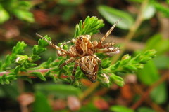 Oxyopes ramosus