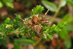 Oxyopes ramosus