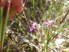 Polygala pappeana