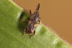 Sitophilus zeamais