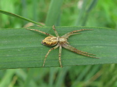 Philodromus aureolus