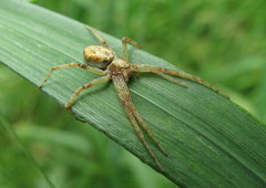 Philodromus aureolus