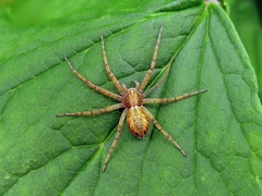 Philodromus aureolus