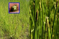Eleocharis quadrangulata