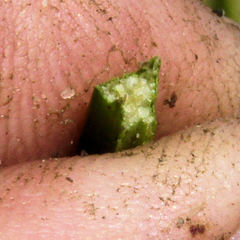 Eleocharis quadrangulata