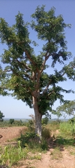 Magnoliopsida