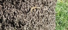 Podarcis siculus