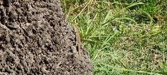 Podarcis siculus