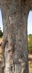 Magnoliopsida