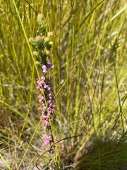Erica intervallaris