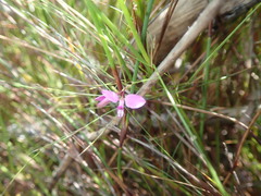 Polygala pappeana