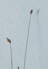 Eleocharis tenuis
