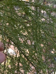 Callitris macleayana