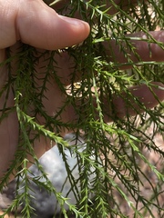 Callitris macleayana