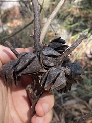 Callitris macleayana