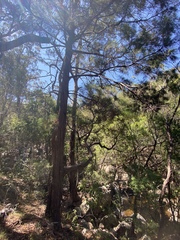 Callitris macleayana