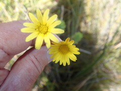 Ursinia quinquepartita