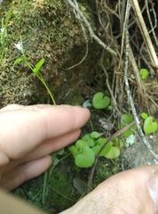 Cardamine intonsa