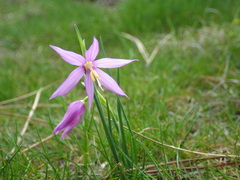 Olsynium douglasii