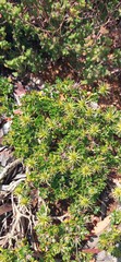 Macledium spinosum