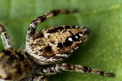 Dendryphantes rudis