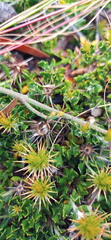 Macledium spinosum