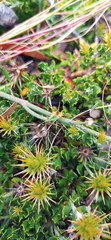 Macledium spinosum