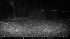 Prionailurus javanensis