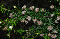 Spyridium eriocephalum