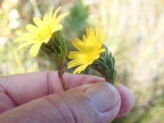 Ursinia quinquepartita