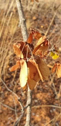 Acridocarpus excelsus