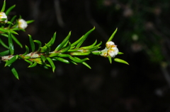 Spyridium eriocephalum