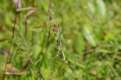 Centranthera indica