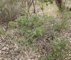 Spyridium eriocephalum