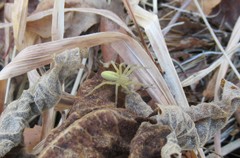 Micrommata virescens